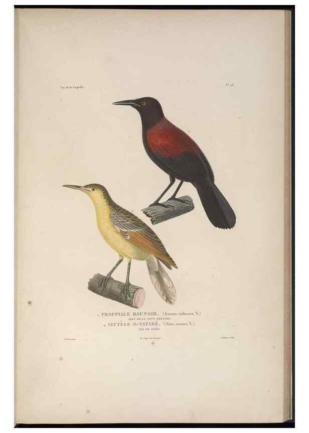 Reproducción/Reproduction 48346810481: Voyage autour du monde :. Paris :Arthus Bertrand,1825-1830 [i.e. 1838]. 