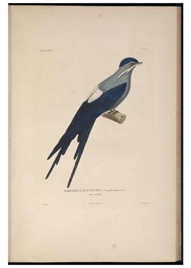 Reproducción/Reproduction 48346946172: Voyage autour du monde :. Paris :Arthus Bertrand,1825-1830 [i.e. 1838]. 