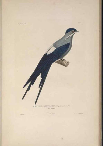 Reproducción/Reproduction 48346946172: Voyage autour du monde :. Paris :Arthus Bertrand,1825-1830 [i.e. 1838]. 