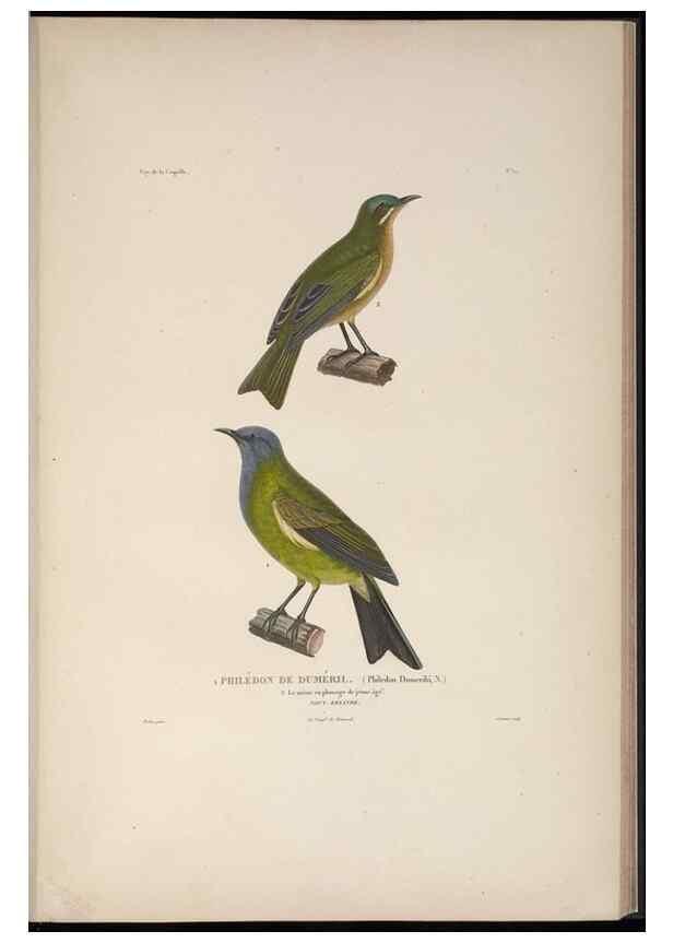 Reproducción/Reproduction 48346809396: Voyage autour du monde :. Paris :Arthus Bertrand,1825-1830 [i.e. 1838]. 
