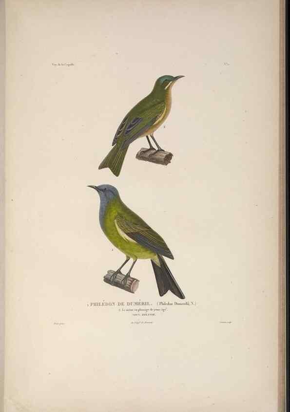 Reproducción/Reproduction 48346809396: Voyage autour du monde :. Paris :Arthus Bertrand,1825-1830 [i.e. 1838]. 