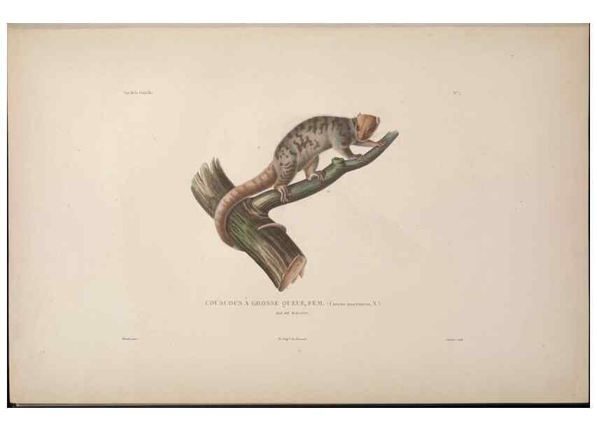Reproducción/Reproduction 48346938662: Voyage autour du monde :. Paris :Arthus Bertrand,1825-1830 [i.e. 1838]. 