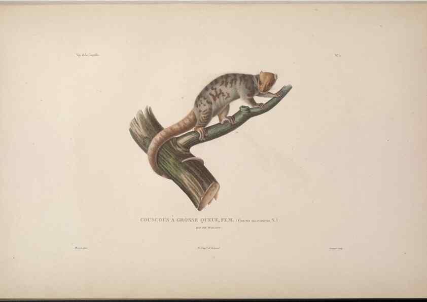 Reproducción/Reproduction 48346938662: Voyage autour du monde :. Paris :Arthus Bertrand,1825-1830 [i.e. 1838]. 