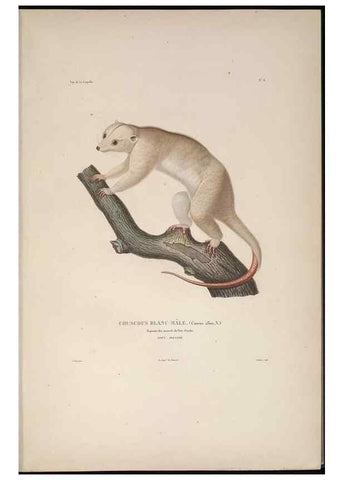 Reproducción/Reproduction 48346939122: Voyage autour du monde :. Paris :Arthus Bertrand,1825-1830 [i.e. 1838]. 