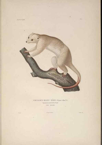 Reproducción/Reproduction 48346939122: Voyage autour du monde :. Paris :Arthus Bertrand,1825-1830 [i.e. 1838]. 