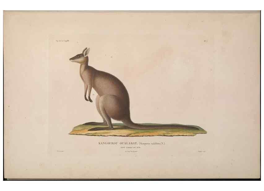 Reproducción/Reproduction 48346939572: Voyage autour du monde :. Paris :Arthus Bertrand,1825-1830 [i.e. 1838]. 