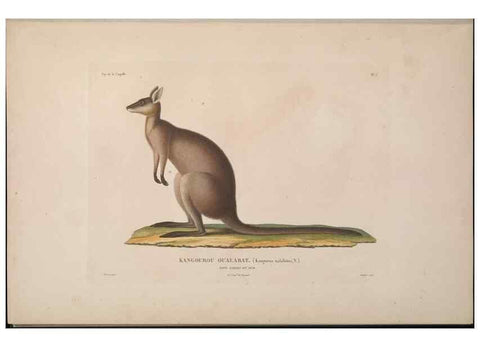 Reproducción/Reproduction 48346939572: Voyage autour du monde :. Paris :Arthus Bertrand,1825-1830 [i.e. 1838]. 