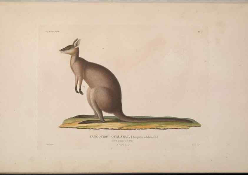 Reproducción/Reproduction 48346939572: Voyage autour du monde :. Paris :Arthus Bertrand,1825-1830 [i.e. 1838]. 