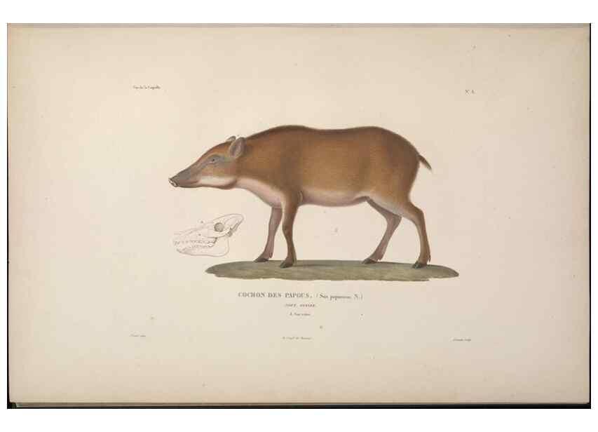 Reproducción/Reproduction 48346940002: Voyage autour du monde :. Paris :Arthus Bertrand,1825-1830 [i.e. 1838]. 