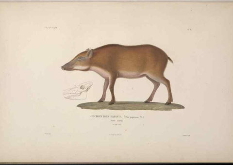 Reproducción/Reproduction 48346940002: Voyage autour du monde :. Paris :Arthus Bertrand,1825-1830 [i.e. 1838]. 