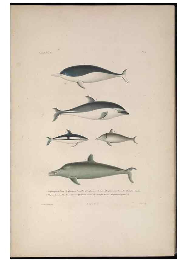 Reproducción/Reproduction 48346804206: Voyage autour du monde :. Paris :Arthus Bertrand,1825-1830 [i.e. 1838]. 