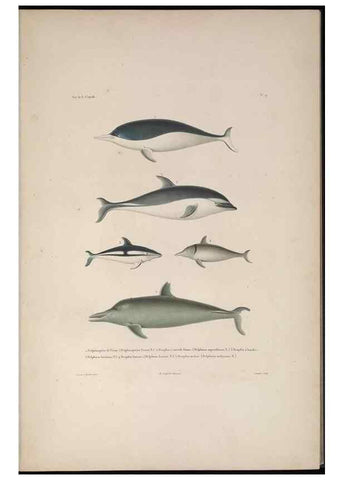 Reproducción/Reproduction 48346804206: Voyage autour du monde :. Paris :Arthus Bertrand,1825-1830 [i.e. 1838]. 