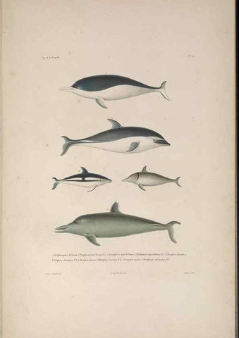 Reproducción/Reproduction 48346804206: Voyage autour du monde :. Paris :Arthus Bertrand,1825-1830 [i.e. 1838]. 