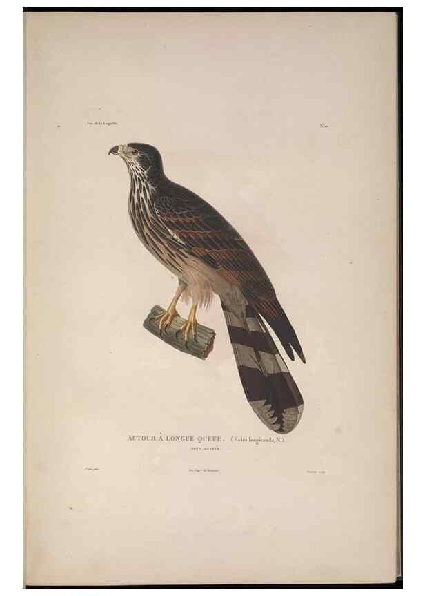 Reproducción/Reproduction 48346804601: Voyage autour du monde :. Paris :Arthus Bertrand,1825-1830 [i.e. 1838]. 