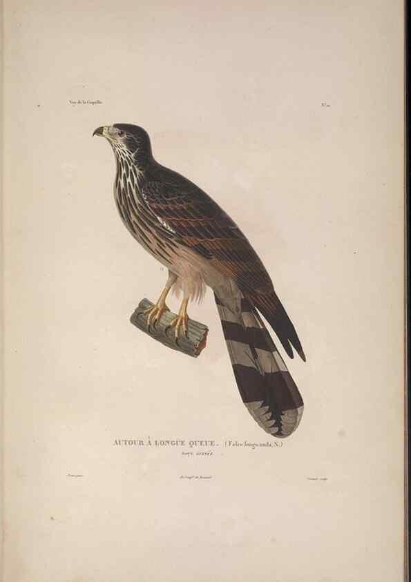 Reproducción/Reproduction 48346804601: Voyage autour du monde :. Paris :Arthus Bertrand,1825-1830 [i.e. 1838]. 