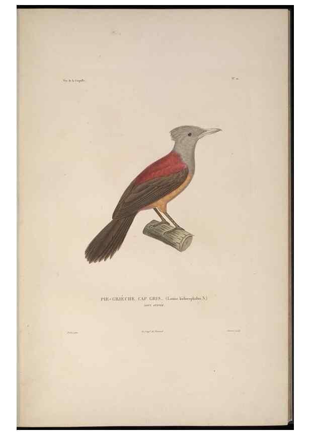 Reproducción/Reproduction 48346805021: Voyage autour du monde :. Paris :Arthus Bertrand,1825-1830 [i.e. 1838]. 