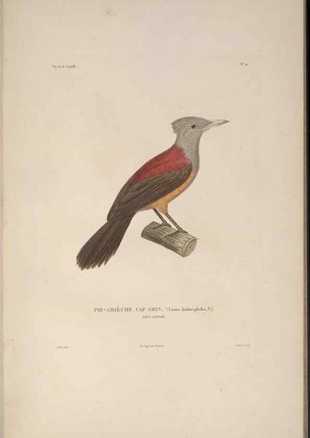 Reproducción/Reproduction 48346805021: Voyage autour du monde :. Paris :Arthus Bertrand,1825-1830 [i.e. 1838]. 