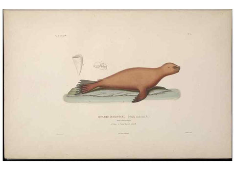 Reproducción/Reproduction 48346801981: Voyage autour du monde :. Paris :Arthus Bertrand,1825-1830 [i.e. 1838]. 