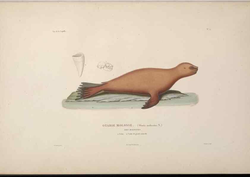Reproducción/Reproduction 48346801981: Voyage autour du monde :. Paris :Arthus Bertrand,1825-1830 [i.e. 1838]. 
