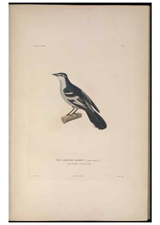 Reproducción/Reproduction 48346941672: Voyage autour du monde :. Paris :Arthus Bertrand,1825-1830 [i.e. 1838]. 