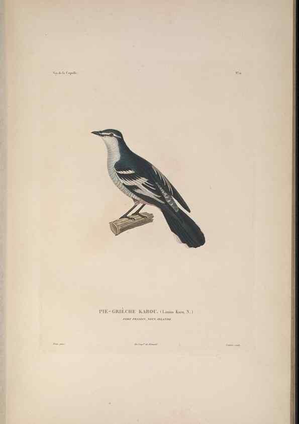 Reproducción/Reproduction 48346941672: Voyage autour du monde :. Paris :Arthus Bertrand,1825-1830 [i.e. 1838]. 