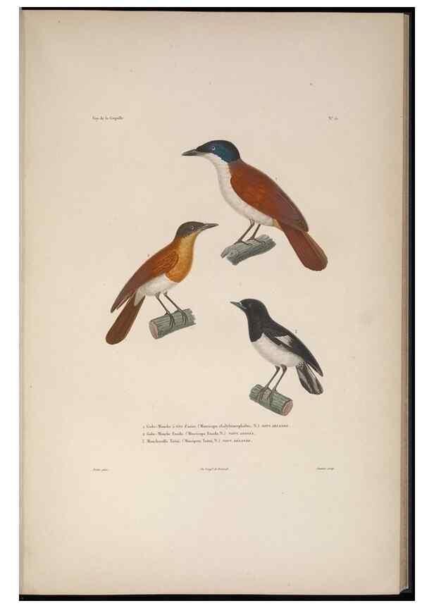 Reproducción/Reproduction 48346806796: Voyage autour du monde :. Paris :Arthus Bertrand,1825-1830 [i.e. 1838]. 