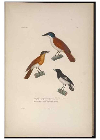 Reproducción/Reproduction 48346806796: Voyage autour du monde :. Paris :Arthus Bertrand,1825-1830 [i.e. 1838]. 
