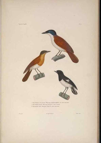Reproducción/Reproduction 48346806796: Voyage autour du monde :. Paris :Arthus Bertrand,1825-1830 [i.e. 1838]. 