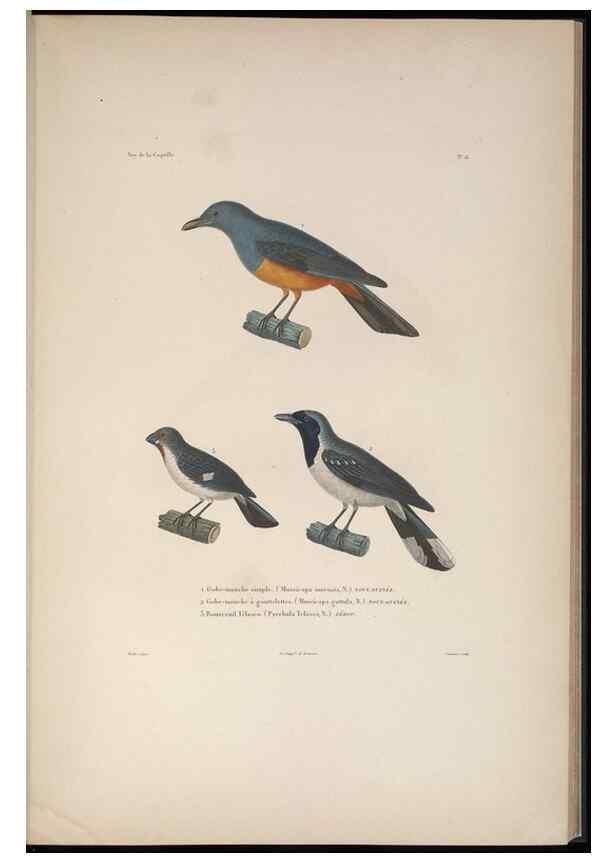 Reproducción/Reproduction 48346807231: Voyage autour du monde :. Paris :Arthus Bertrand,1825-1830 [i.e. 1838]. 