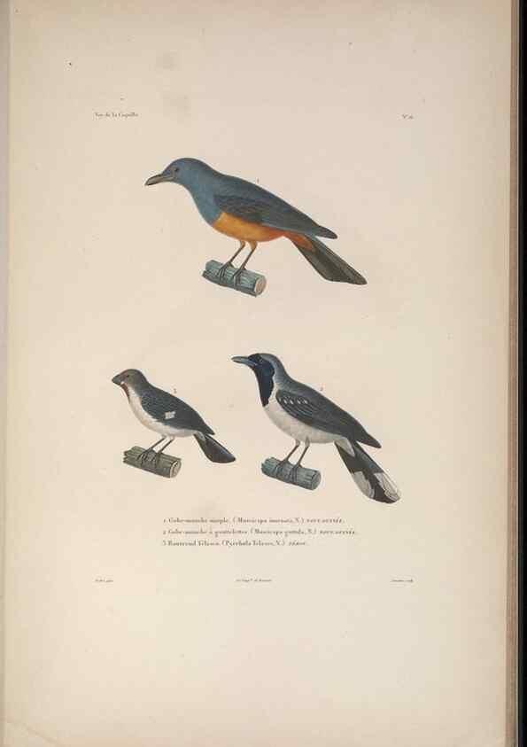 Reproducción/Reproduction 48346807231: Voyage autour du monde :. Paris :Arthus Bertrand,1825-1830 [i.e. 1838]. 