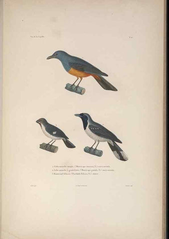 Reproducción/Reproduction 48346807231: Voyage autour du monde :. Paris :Arthus Bertrand,1825-1830 [i.e. 1838]. 