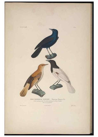 Reproducción/Reproduction 48346807661: Voyage autour du monde :. Paris :Arthus Bertrand,1825-1830 [i.e. 1838]. 