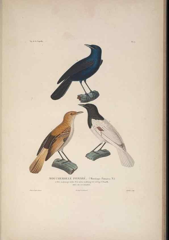 Reproducción/Reproduction 48346807661: Voyage autour du monde :. Paris :Arthus Bertrand,1825-1830 [i.e. 1838]. 