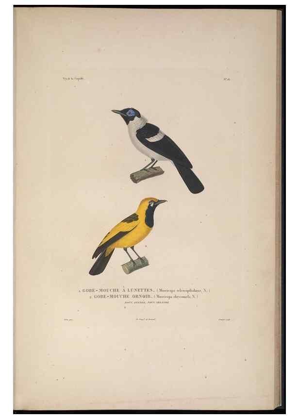 Reproducción/Reproduction 48346944147: Voyage autour du monde :. Paris :Arthus Bertrand,1825-1830 [i.e. 1838]. 