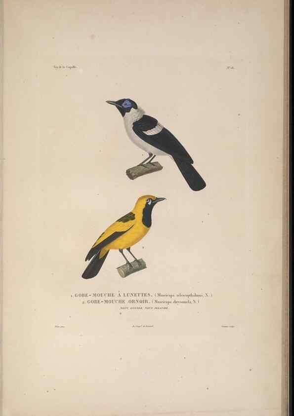 Reproducción/Reproduction 48346944147: Voyage autour du monde :. Paris :Arthus Bertrand,1825-1830 [i.e. 1838]. 