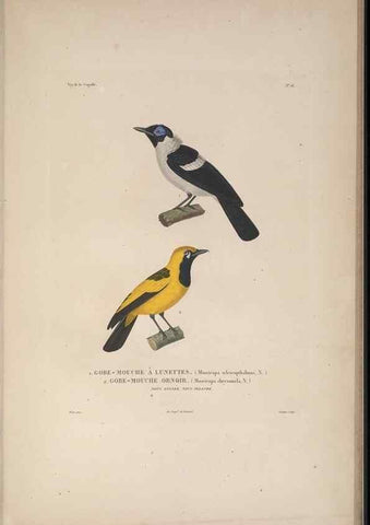 Reproducción/Reproduction 48346944147: Voyage autour du monde :. Paris :Arthus Bertrand,1825-1830 [i.e. 1838]. 