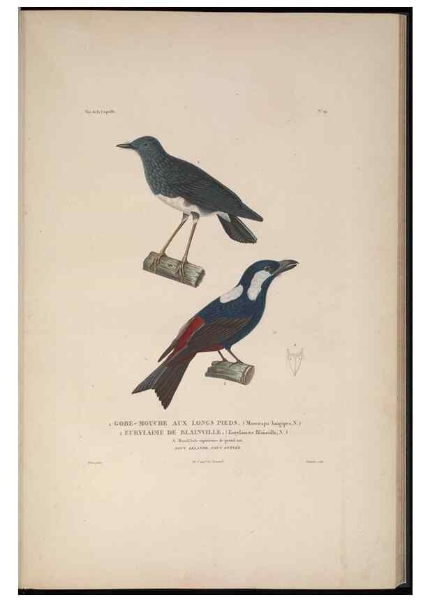 Reproducción/Reproduction 48346944492: Voyage autour du monde :. Paris :Arthus Bertrand,1825-1830 [i.e. 1838]. 