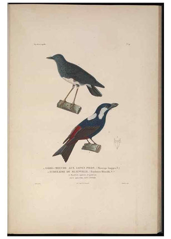 Reproducción/Reproduction 48346944492: Voyage autour du monde :. Paris :Arthus Bertrand,1825-1830 [i.e. 1838]. 