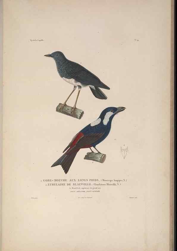 Reproducción/Reproduction 48346944492: Voyage autour du monde :. Paris :Arthus Bertrand,1825-1830 [i.e. 1838]. 