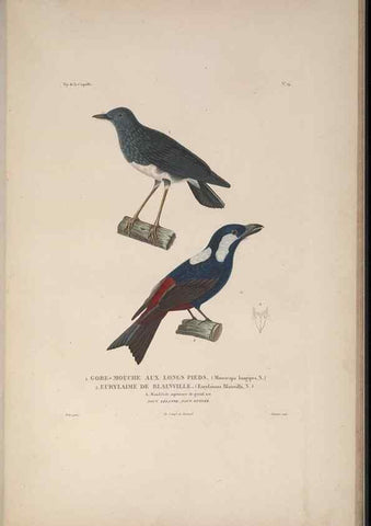 Reproducción/Reproduction 48346944492: Voyage autour du monde :. Paris :Arthus Bertrand,1825-1830 [i.e. 1838]. 