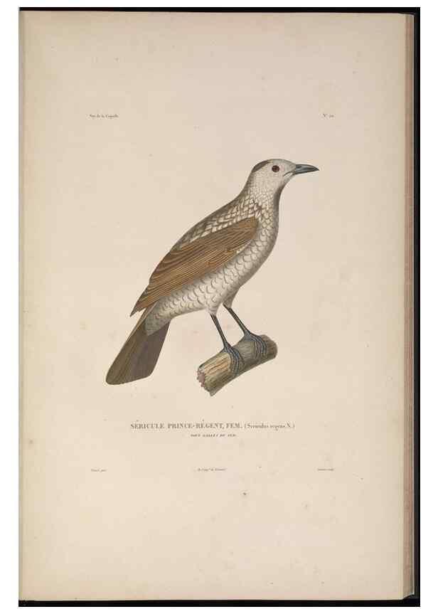 Reproducción/Reproduction 48346944997: Voyage autour du monde :. Paris :Arthus Bertrand,1825-1830 [i.e. 1838]. 