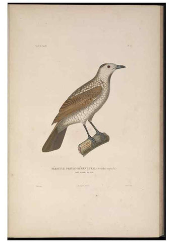 Reproducción/Reproduction 48346944997: Voyage autour du monde :. Paris :Arthus Bertrand,1825-1830 [i.e. 1838]. 