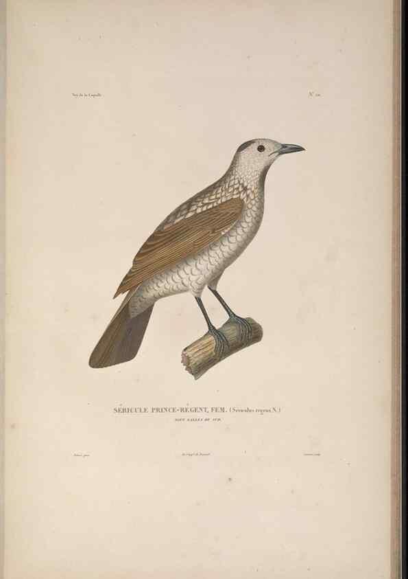 Reproducción/Reproduction 48346944997: Voyage autour du monde :. Paris :Arthus Bertrand,1825-1830 [i.e. 1838]. 