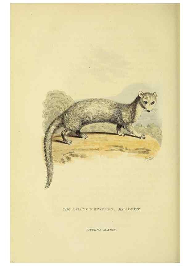 Reproducción/Reproduction 48346452201: General and particular descriptions of the vertebrated animals :. London :Printed for Baldwin, Cradock, and Joy :MDCCCXXI [1821]. 