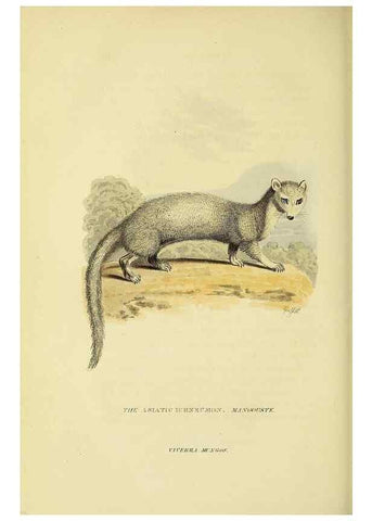 Reproducción/Reproduction 48346452201: General and particular descriptions of the vertebrated animals :. London :Printed for Baldwin, Cradock, and Joy :MDCCCXXI [1821]. 