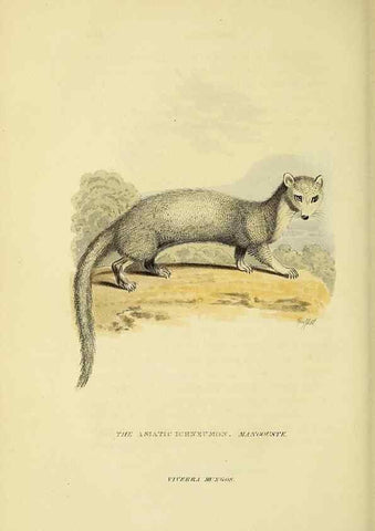 Reproducción/Reproduction 48346452201: General and particular descriptions of the vertebrated animals :. London :Printed for Baldwin, Cradock, and Joy :MDCCCXXI [1821]. 