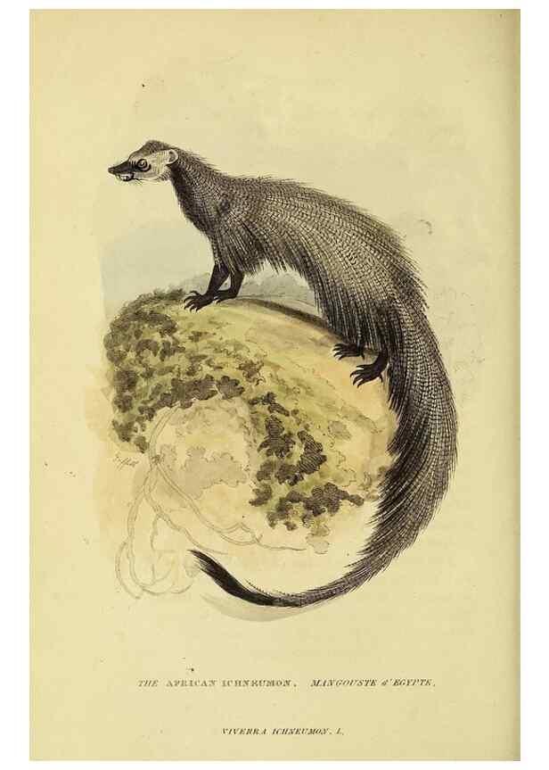 Reproducción/Reproduction 48346590277: General and particular descriptions of the vertebrated animals :. London :Printed for Baldwin, Cradock, and Joy :MDCCCXXI [1821]. 