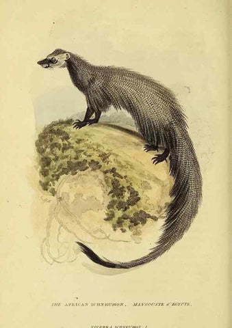 Reproducción/Reproduction 48346590277: General and particular descriptions of the vertebrated animals :. London :Printed for Baldwin, Cradock, and Joy :MDCCCXXI [1821]. 