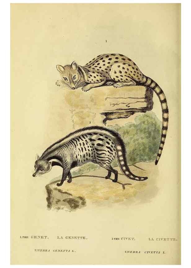 Reproducción/Reproduction 48346589922: General and particular descriptions of the vertebrated animals :. London :Printed for Baldwin, Cradock, and Joy :MDCCCXXI [1821]. 
