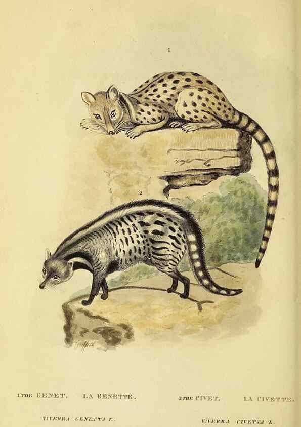 Reproducción/Reproduction 48346589922: General and particular descriptions of the vertebrated animals :. London :Printed for Baldwin, Cradock, and Joy :MDCCCXXI [1821]. 